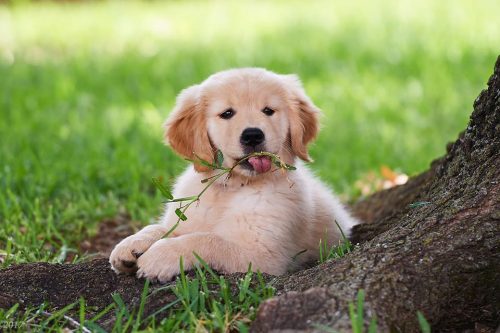 Pekay Golden Retrievers – Golden Retrievers Georgia