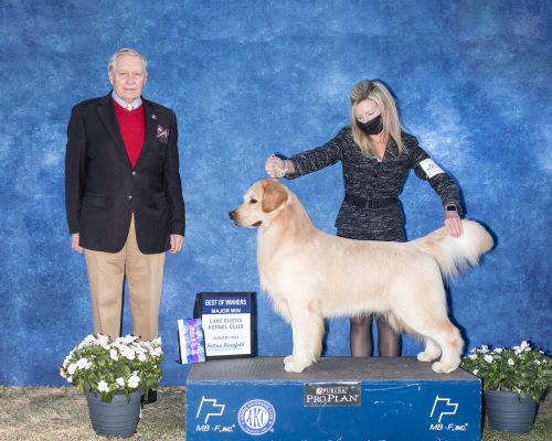 Stud Dogs Pekay Golden Retrievers